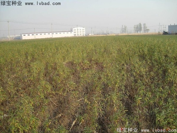 <a href='http://www.njszjj.com/linmuzhongzi/1740.html' target='_blank'>沙棘種子</a>
