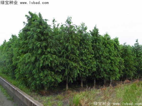 <a href='http://www.njszjj.com/linmuzhongzi/1741.html' target='_blank'>落羽杉</a><a href='http://www.njszjj.com/' target='_blank'>種子</a>
