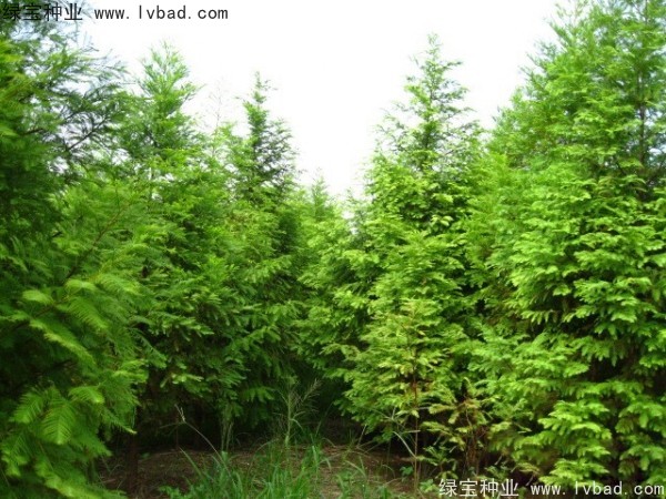 落羽杉<a href='http://www.njszjj.com/' target='_blank'>種子</a>