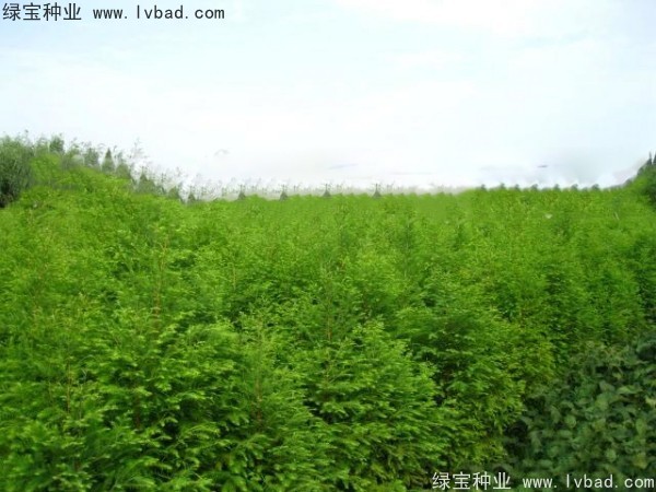 <a href='http://www.njszjj.com/linmuzhongzi/1741.html' target='_blank'>落羽杉種子</a>