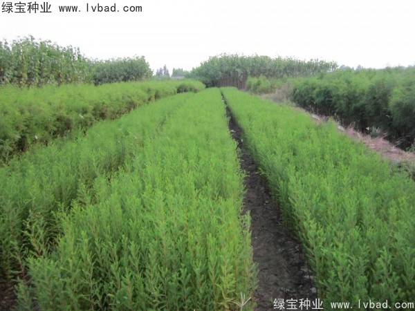 落羽杉<a href='http://www.njszjj.com/' target='_blank'>種子</a>