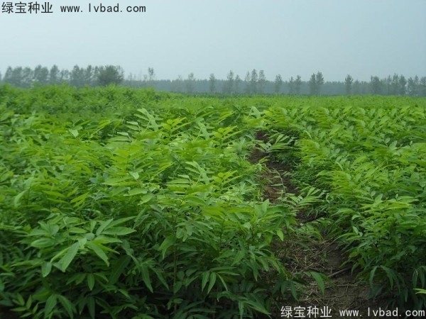 <a href='http://www.njszjj.com/linmuzhongzi/1742.html' target='_blank'>無患子</a><a href='http://www.njszjj.com/' target='_blank'>種子</a>