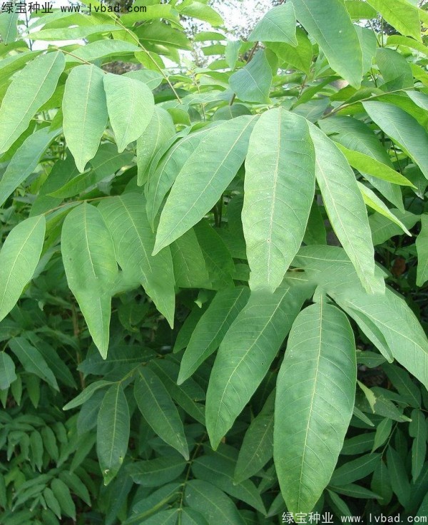 無患子<a href='http://www.njszjj.com/' target='_blank'>種子</a>