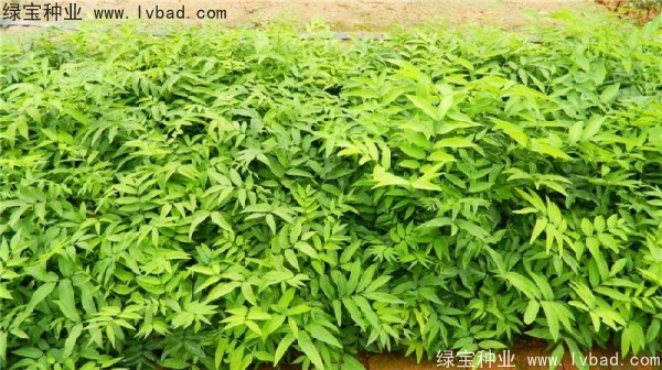 <a href='http://www.njszjj.com/linmuzhongzi/1742.html' target='_blank'>無患子種子</a>