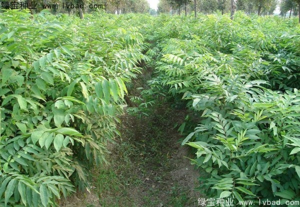 <a href='http://www.njszjj.com/linmuzhongzi/1742.html' target='_blank'>無患子種子</a>