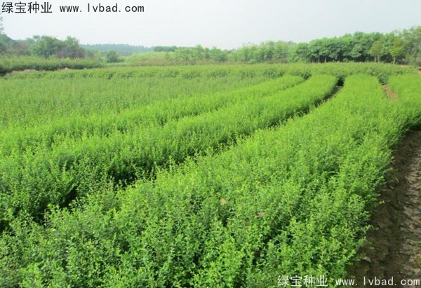 <a href='http://www.njszjj.com/linmuzhongzi/1743.html' target='_blank'>小葉女貞種子</a>