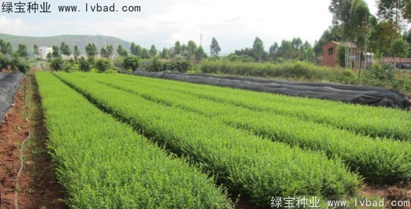 <a href='http://www.njszjj.com/linmuzhongzi/1743.html' target='_blank'>小葉女貞</a><a href='http://www.njszjj.com/' target='_blank'>種子</a>