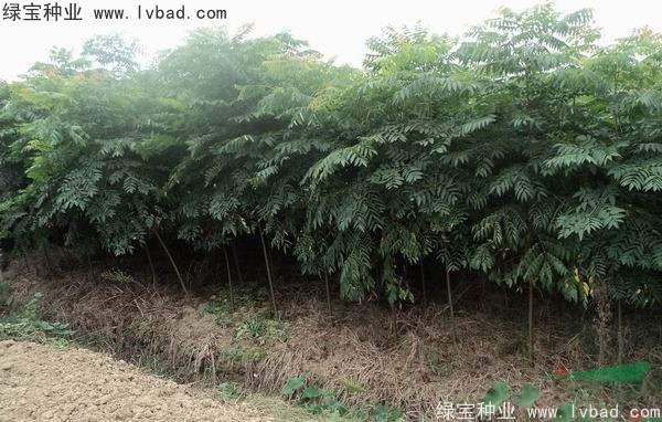 <a href='http://www.njszjj.com/linmuzhongzi/1745.html' target='_blank'>黃山欒樹(shù)種子</a>