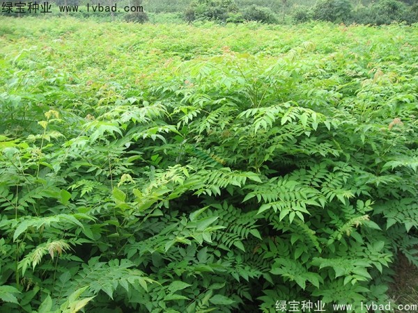 <a href='http://www.njszjj.com/linmuzhongzi/1745.html' target='_blank'>黃山欒樹(shù)種子</a>
