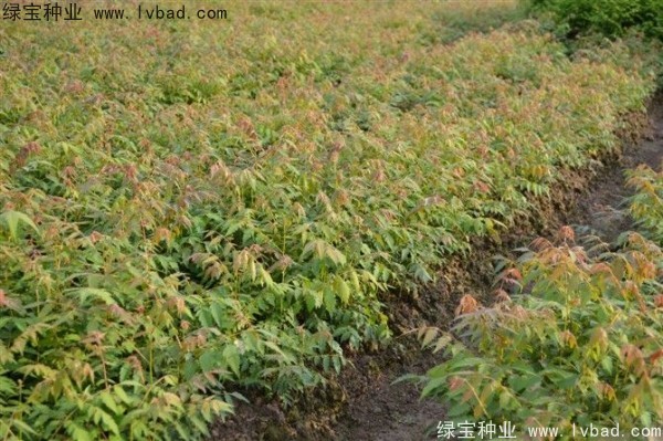黃山<a href='http://www.njszjj.com/linmuzhongzi/1710.html' target='_blank'>欒樹(shù)種子</a>