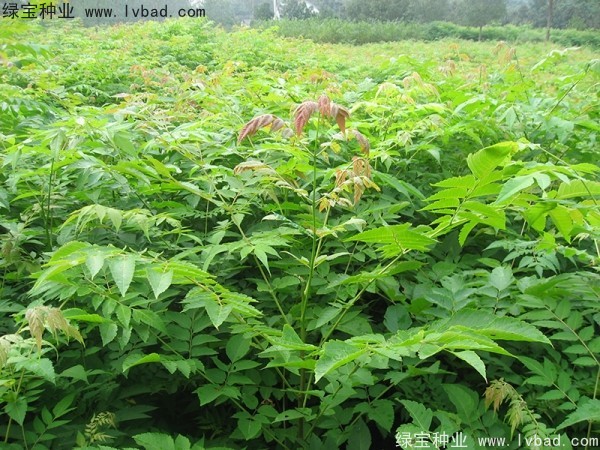 <a href='http://www.njszjj.com/linmuzhongzi/1745.html' target='_blank'>黃山欒樹(shù)種子</a>
