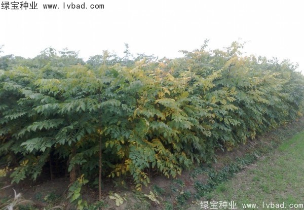 黃山<a href='http://www.njszjj.com/linmuzhongzi/1710.html' target='_blank'>欒樹(shù)種子</a>