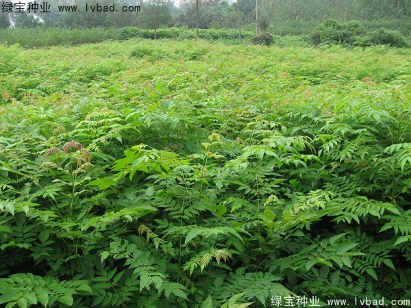 黃山<a href='http://www.njszjj.com/linmuzhongzi/1710.html' target='_blank'>欒樹(shù)種子</a>