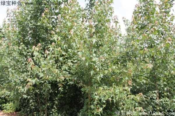 <a href='http://www.njszjj.com/linmuzhongzi/1746.html' target='_blank'>三角楓種子</a>