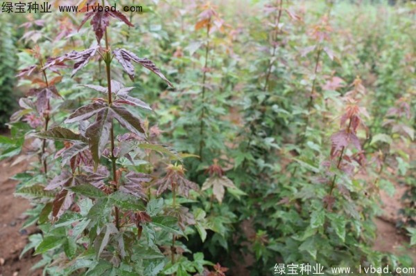 <a href='http://www.njszjj.com/linmuzhongzi/1746.html' target='_blank'>三角楓</a><a href='http://www.njszjj.com/' target='_blank'>種子</a>