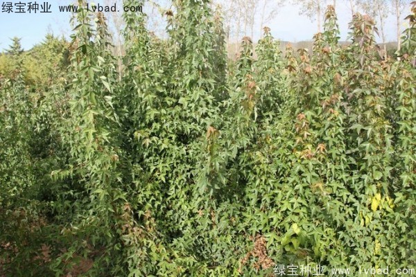 <a href='http://www.njszjj.com/linmuzhongzi/1746.html' target='_blank'>三角楓種子</a>
