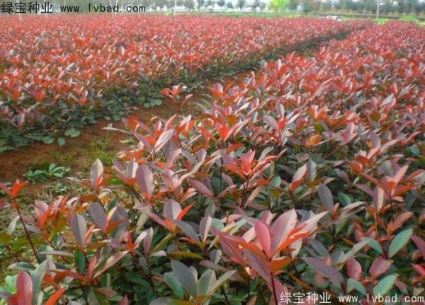 紅葉石楠<a href='http://www.njszjj.com/' target='_blank'>種子</a>
