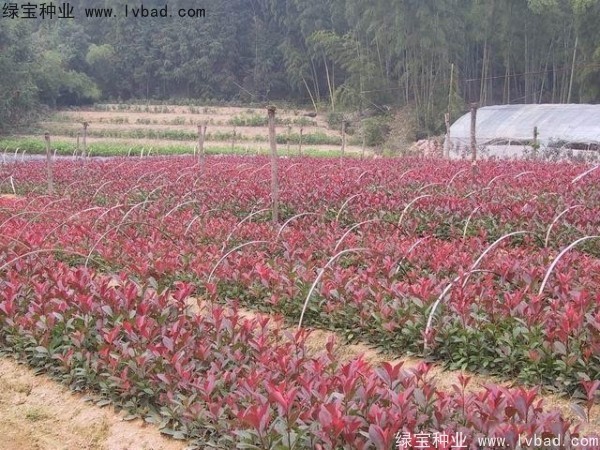 <a href='http://www.njszjj.com/linmuzhongzi/1747.html' target='_blank'>紅葉石楠種子</a>