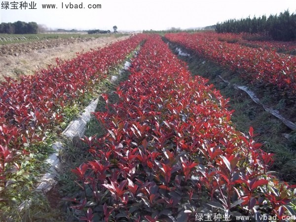 <a href='http://www.njszjj.com/linmuzhongzi/1747.html' target='_blank'>紅葉石楠種子</a>