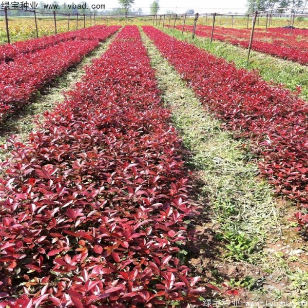 紅葉石楠<a href='http://www.njszjj.com/' target='_blank'>種子</a>