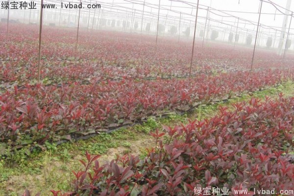 <a href='http://www.njszjj.com/linmuzhongzi/1747.html' target='_blank'>紅葉石楠種子</a>
