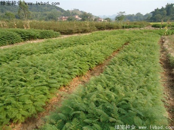 <a href='http://www.njszjj.com/linmuzhongzi/1748.html' target='_blank'>藍(lán)花楹</a><a href='http://www.njszjj.com/' target='_blank'>種子</a>
