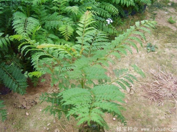 <a href='http://www.njszjj.com/linmuzhongzi/1748.html' target='_blank'>藍(lán)花楹種子</a>