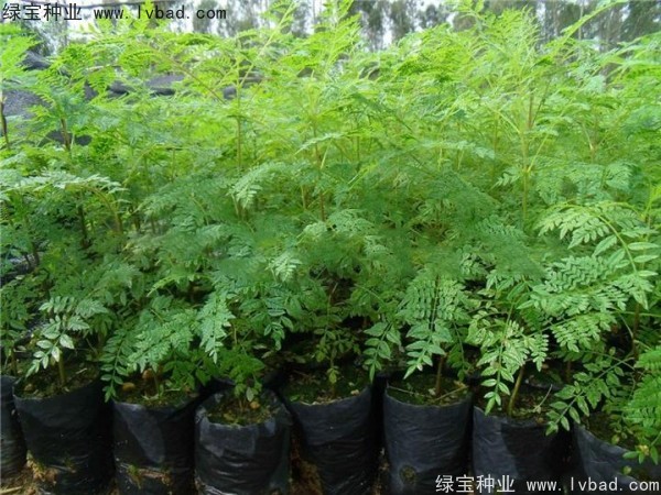 藍(lán)花楹<a href='http://www.njszjj.com/' target='_blank'>種子</a>