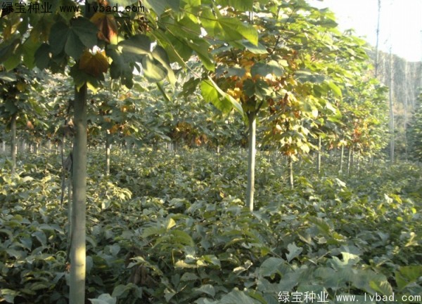 <a href='http://www.njszjj.com/linmuzhongzi/1749.html' target='_blank'>青桐</a><a href='http://www.njszjj.com/' target='_blank'>種子</a>