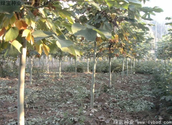 <a href='http://www.njszjj.com/linmuzhongzi/1749.html' target='_blank'>青桐種子</a>