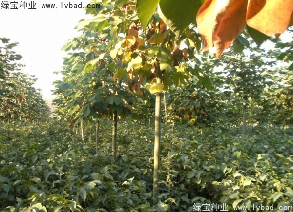 <a href='http://www.njszjj.com/linmuzhongzi/1749.html' target='_blank'>青桐種子</a>