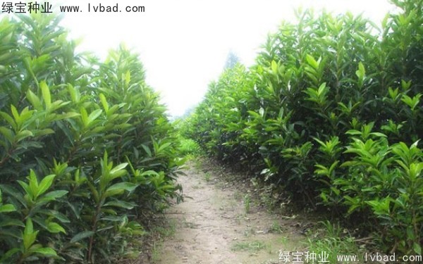 <a href='http://www.njszjj.com/linmuzhongzi/1750.html' target='_blank'>法國冬青</a><a href='http://www.njszjj.com/' target='_blank'>種子</a>