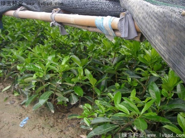 <a href='http://www.njszjj.com/linmuzhongzi/1750.html' target='_blank'>法國冬青種子</a>