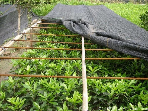 <a href='http://www.njszjj.com/linmuzhongzi/1750.html' target='_blank'>法國冬青種子</a>