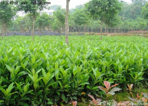 <a href='http://www.njszjj.com/linmuzhongzi/1750.html' target='_blank'>法國冬青種子</a>