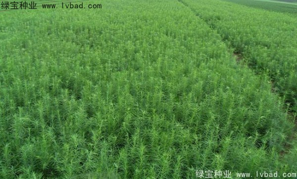 <a href='http://www.njszjj.com/linmuzhongzi/1751.html' target='_blank'>落葉松種子</a>