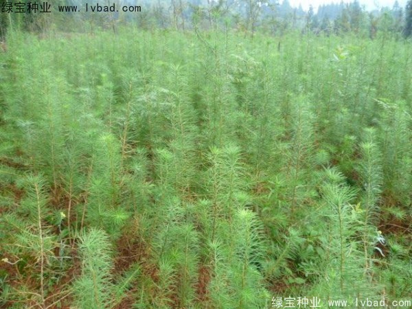 落葉松<a href='http://www.njszjj.com/' target='_blank'>種子</a>