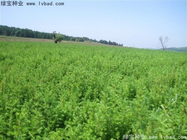 落葉松<a href='http://www.njszjj.com/' target='_blank'>種子</a>