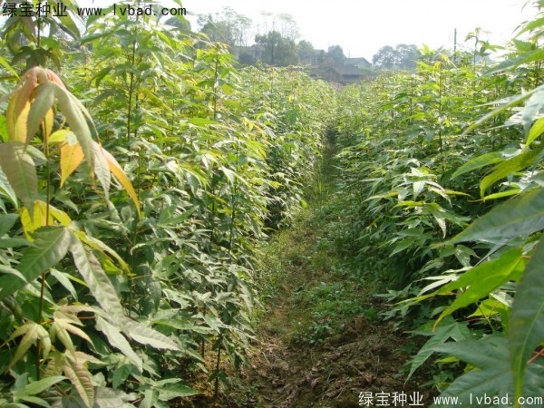 <a href='http://www.njszjj.com/linmuzhongzi/1752.html' target='_blank'>青楓</a><a href='http://www.njszjj.com/' target='_blank'>種子</a>