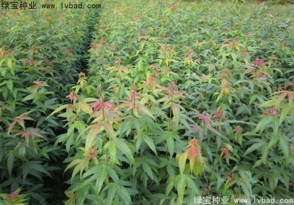 <a href='http://www.njszjj.com/linmuzhongzi/1752.html' target='_blank'>青楓</a><a href='http://www.njszjj.com/' target='_blank'>種子</a>