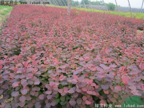 紅葉小檗<a href='http://www.njszjj.com/' target='_blank'>種子</a>
