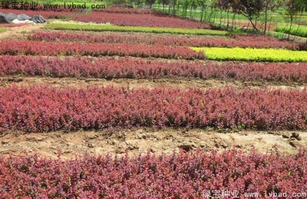<a href='http://www.njszjj.com/linmuzhongzi/1753.html' target='_blank'>紅葉小檗種子</a>