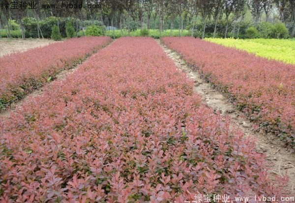 紅葉小檗<a href='http://www.njszjj.com/' target='_blank'>種子</a>