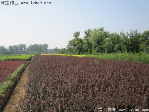 <a href='http://www.njszjj.com/linmuzhongzi/1753.html' target='_blank'>紅葉小檗種子</a>