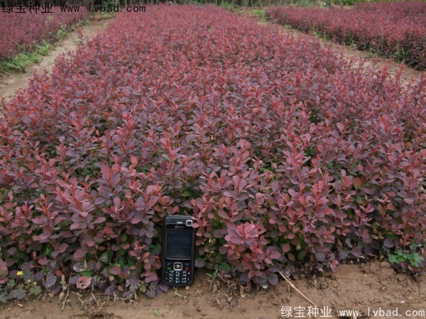 <a href='http://www.njszjj.com/linmuzhongzi/1753.html' target='_blank'>紅葉小檗</a>