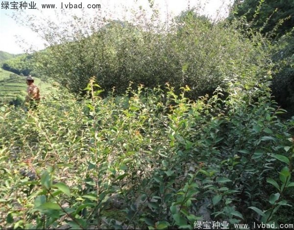 <a href='http://www.njszjj.com/linmuzhongzi/1754.html' target='_blank'>垂絲海棠種子</a>