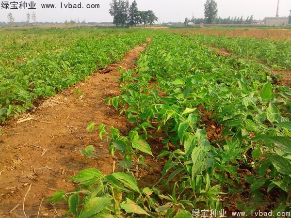 <a href='http://www.njszjj.com/linmuzhongzi/1755.html' target='_blank'>樸樹種子</a>