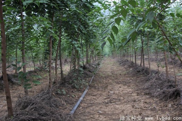 <a href='http://www.njszjj.com/linmuzhongzi/1755.html' target='_blank'>樸樹種子</a>