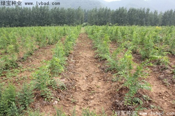 <a href='http://www.njszjj.com/linmuzhongzi/1755.html' target='_blank'>樸樹</a><a href='http://www.njszjj.com/' target='_blank'>種子</a>