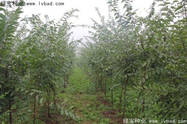 <a href='http://www.njszjj.com/linmuzhongzi/1755.html' target='_blank'>樸樹種子</a>